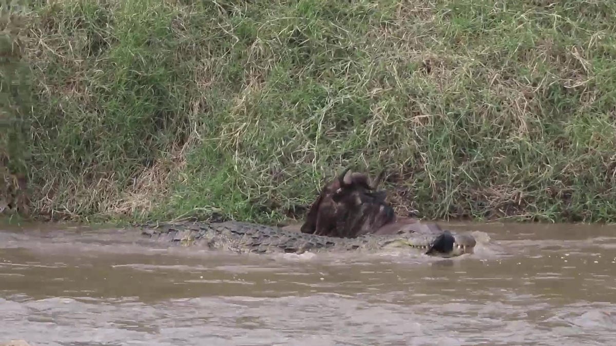 Wildebeest and crocodile