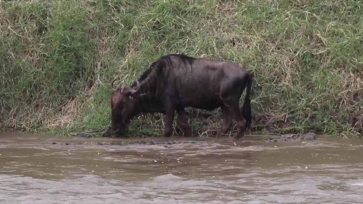 Wildebeest and crocodile