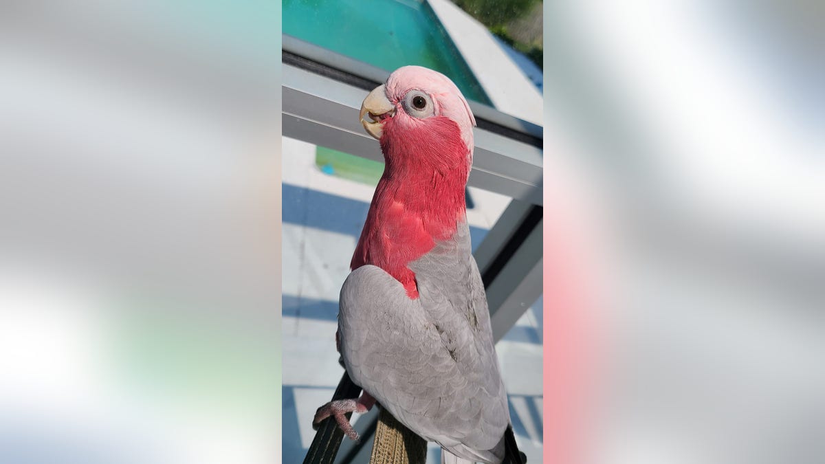 Charlie the Cockatoo