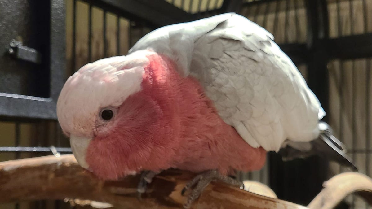 Charlie the Cockatoo