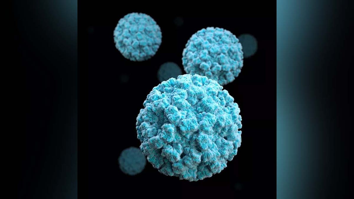 norovirus cdc