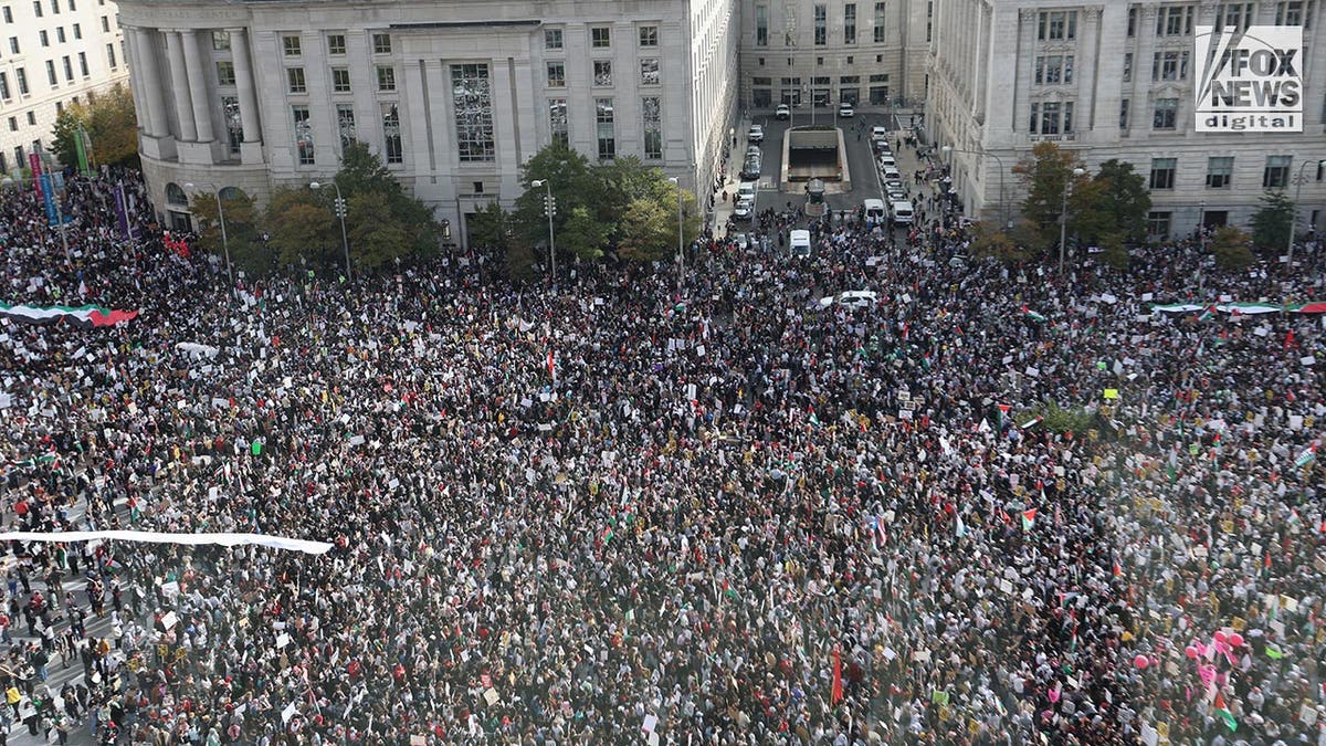 Pro-Palestine protestors in DC