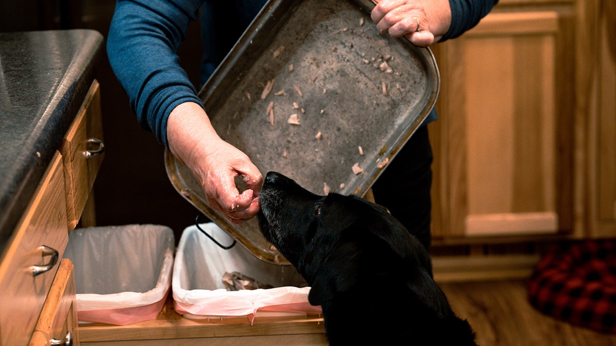 Pet eating from trash