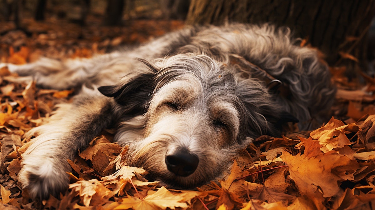 Pet laying in fall colored leaves