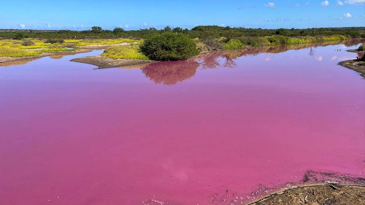 Pink pond in Hawaii