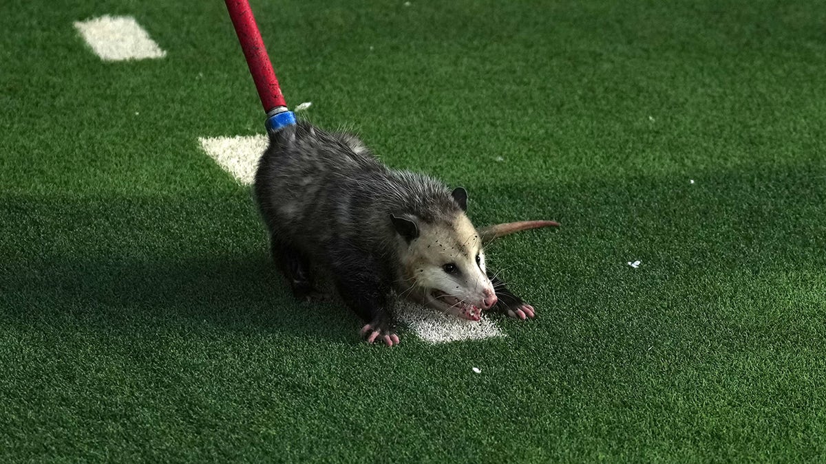 A wild possum crawls off the field at Texas Tech