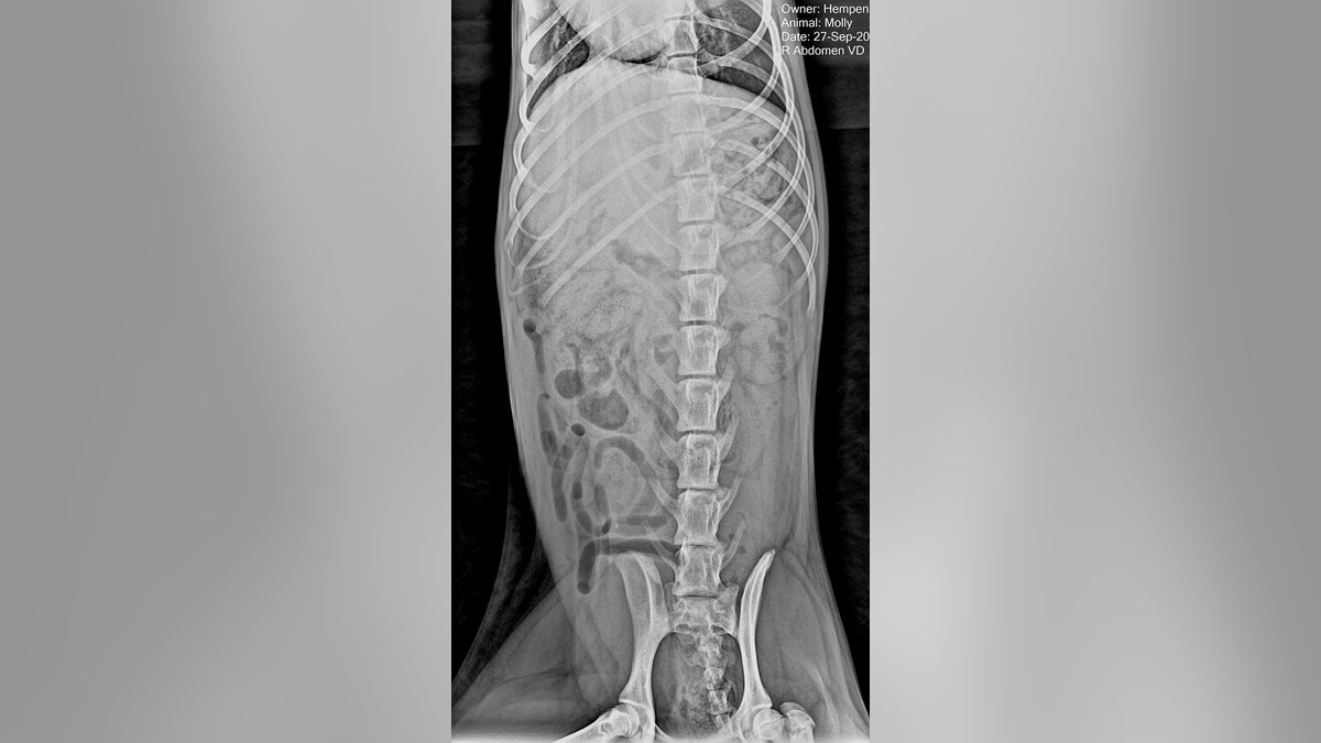 x-ray dog scan