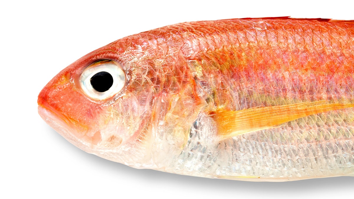 red snapper