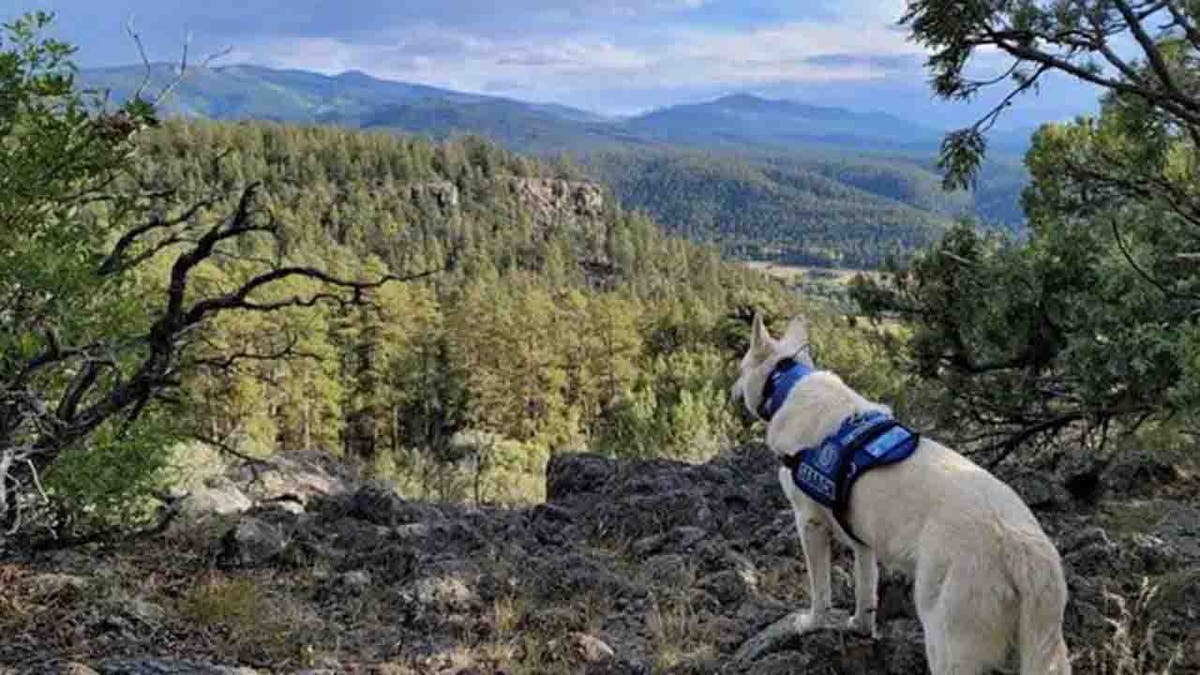 search dog looking over cliff