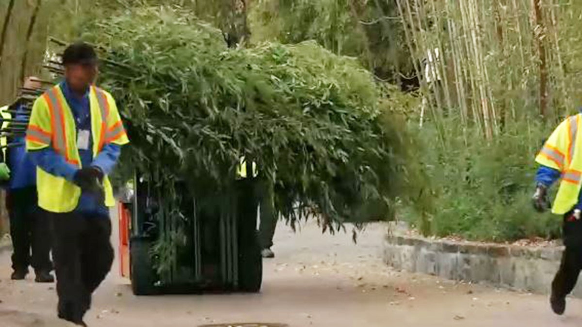 Bamboo for pandas heading back to China