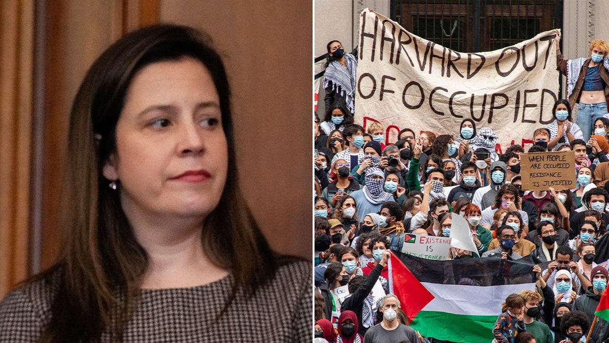 elise stefanik harvard protest