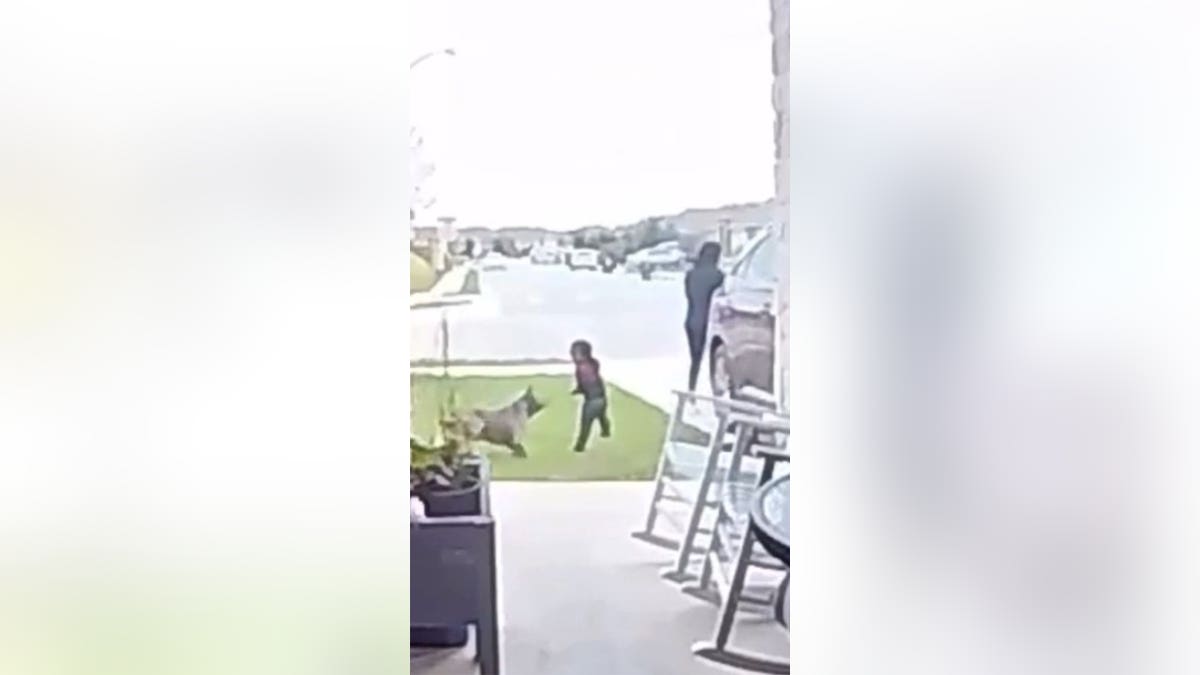 Pit bull attacks toddler in Texas