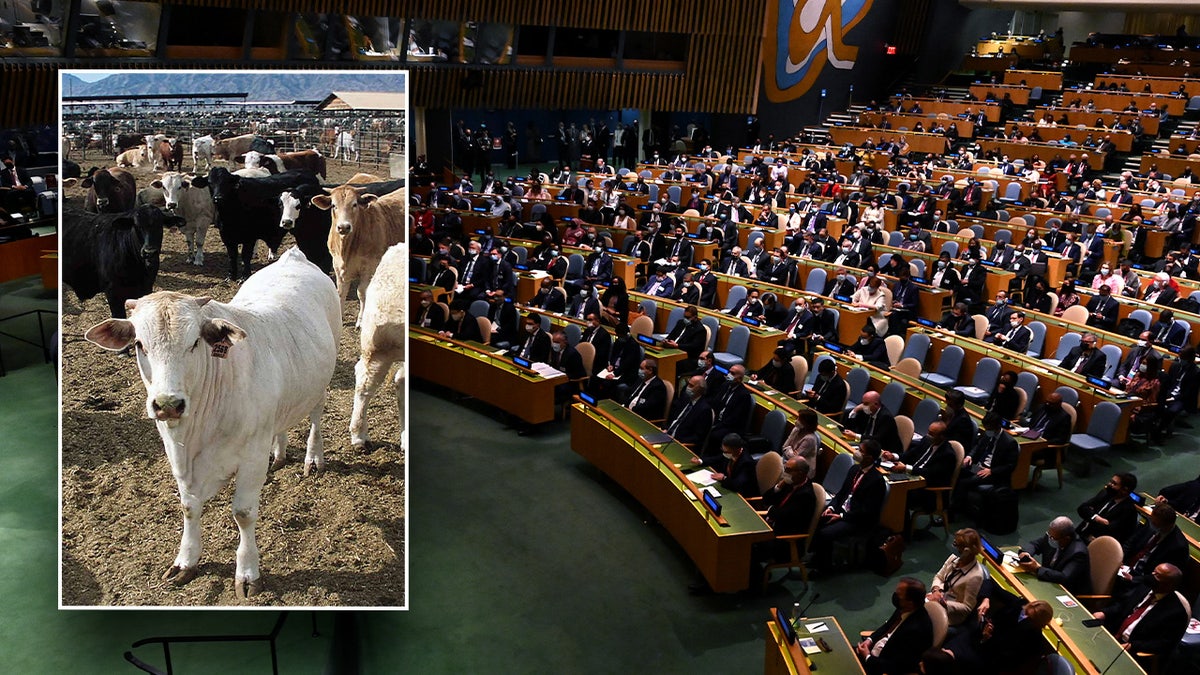 COP28 session, cattle inset