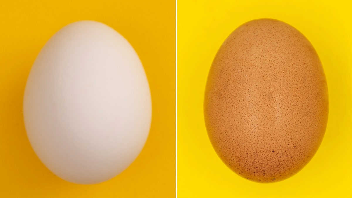 white egg vs brown egg