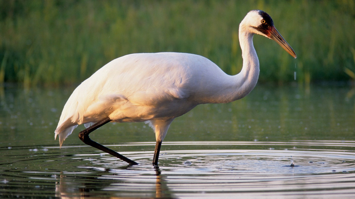 4 new whooping cranes added to experimental Louisiana flock Whooping crane