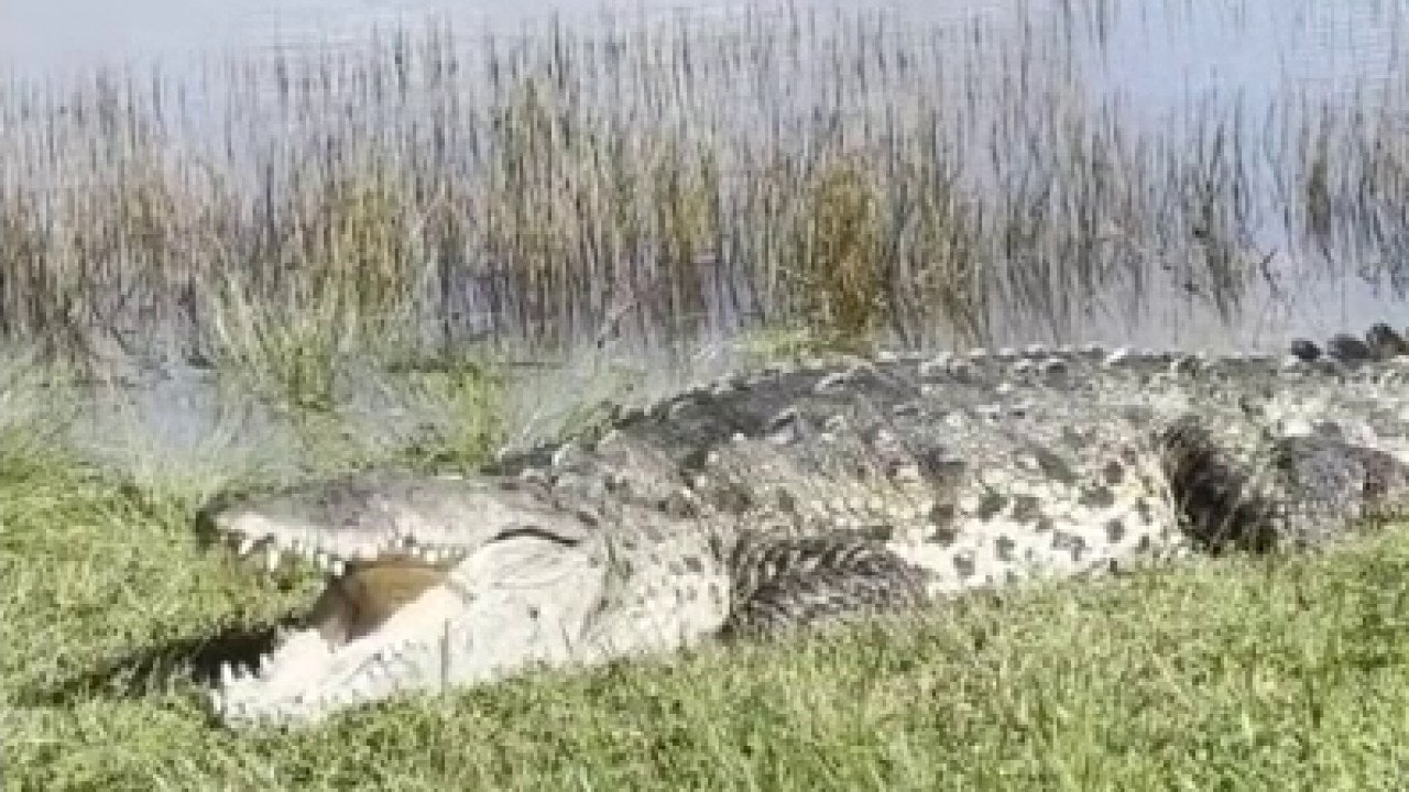 Massive crocodile dubbed 'Croczilla' sunbathes at Everglades