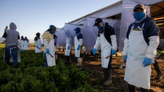 Republicans warn Biden admin's foreign farm worker rule is 'giveaway to Big Labor'