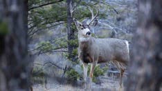 'Zombie deer disease' concerns scientists over possible spread to humans