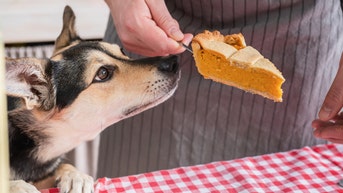 Thanksgiving leftovers that you should never feed your dog