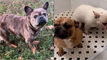Armed suspects steal 3 French bulldogs while on walk in DC: police