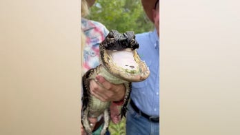 'Jawlene,' the Florida alligator missing her upper jaw is getting stronger: reports
