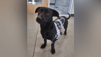 Viral post from Texas animal shelter helps 'antisocial' dog find new home