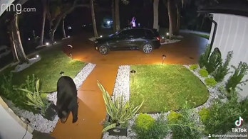 Florida bear caught on camera stealing food delivery order off family's porch