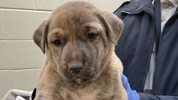 Georgia animal control issues urgent adoption deadline as overcrowding threatens euthanasia for two dozen dogs
