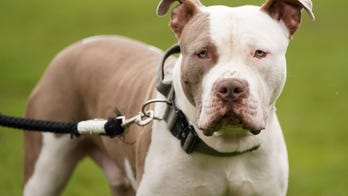 American XL Bully officially banned in UK after spate of attacks