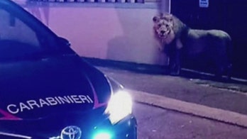 Lion captured after escaping circus, terrorizing Italian town