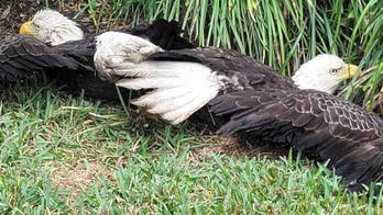 Bald eagles get stuck together while fighting over food scrap in Texas family's yard