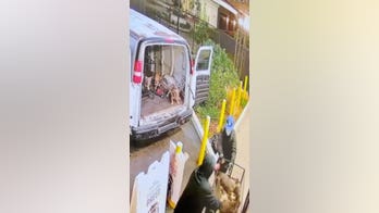 California cops seek suspects after video shows dozen French bulldogs tossed into van in pet store heist