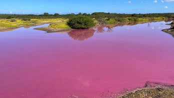 Hawaiian wildlife refuge pond turns bright pink, prompting scientists to investigate
