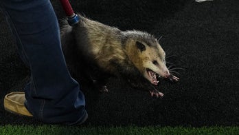 Possum disrupts TCU-Texas Tech game, goes viral after being dragged off the field