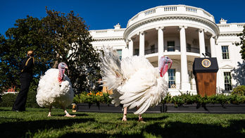 You’ll never look at a Thanksgiving turkey the same way