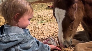 Utah toddler, age 2, rides horses as family claims she’s a ‘horse whisperer’ with a special touch