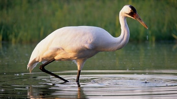 4 new whooping cranes added to experimental Louisiana flock