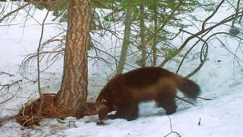 New federal protections for wolverines put in place as scientists fear for the species' survival