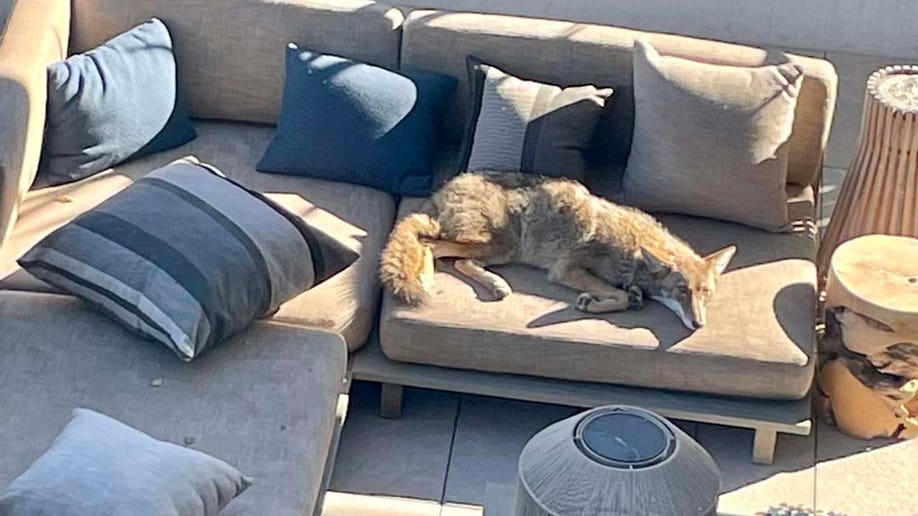 Coyote caught napping