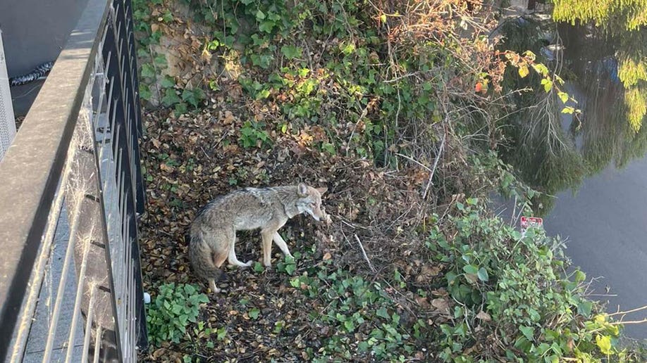 Coyote caught napping