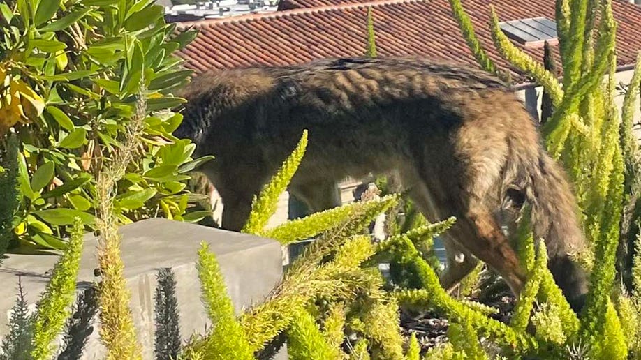 Caught In The Nap: Coyote Takes Over Patio Couch In San Francisco ...