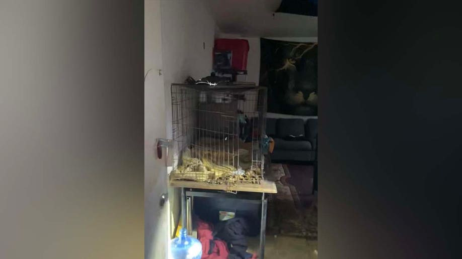 Dogs found in abandoned home