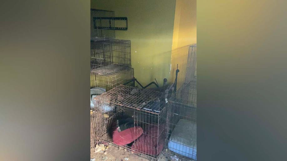 Dogs found in abandoned home