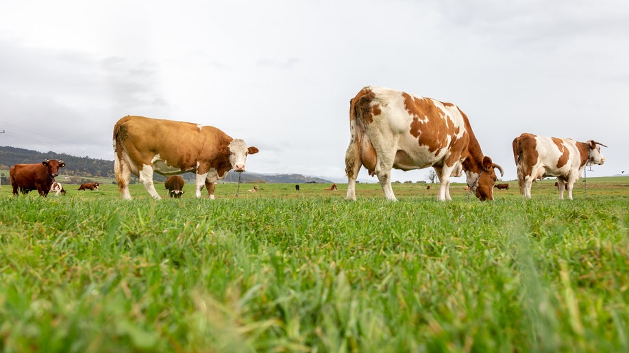 Cows feeding