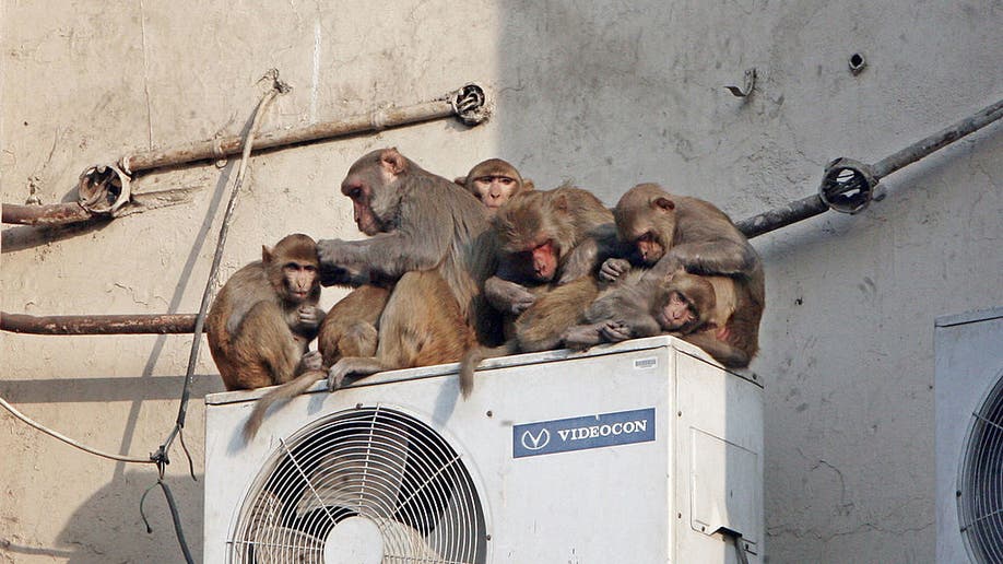 Troop of monkeys on air conditioner compressor