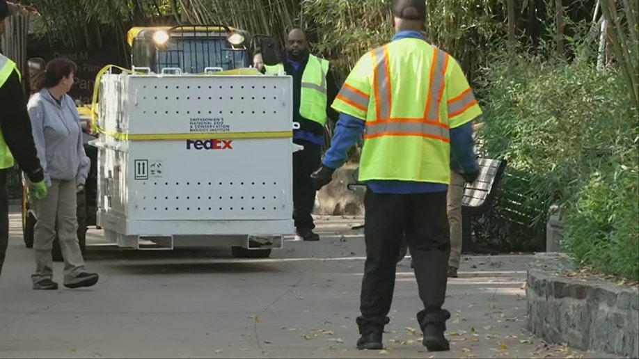 3 Giant Pandas Leave Dc S Smithsonian National Zoo For China Ending 50 3 Giant Pandas Leave Dc S Smithsonian National Zoo For China Ending 50