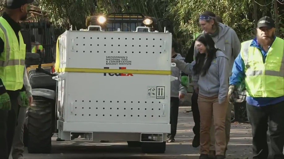 Last of three pandas leaves National Zoo