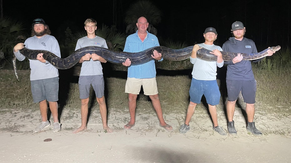 Florida men capture massive 17-foot, 200-pound invasive python in Everglades