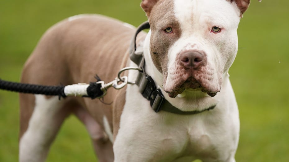 American XL Bully officially banned in UK after spate of attacks