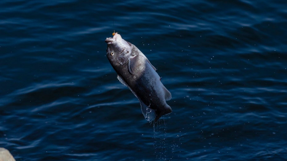 Connecticut angler reels in monster fish to set new state record: 'Taugzilla'